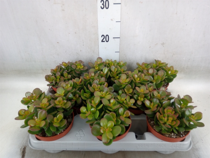 <h4>Crassula ovata 'Minor'</h4>