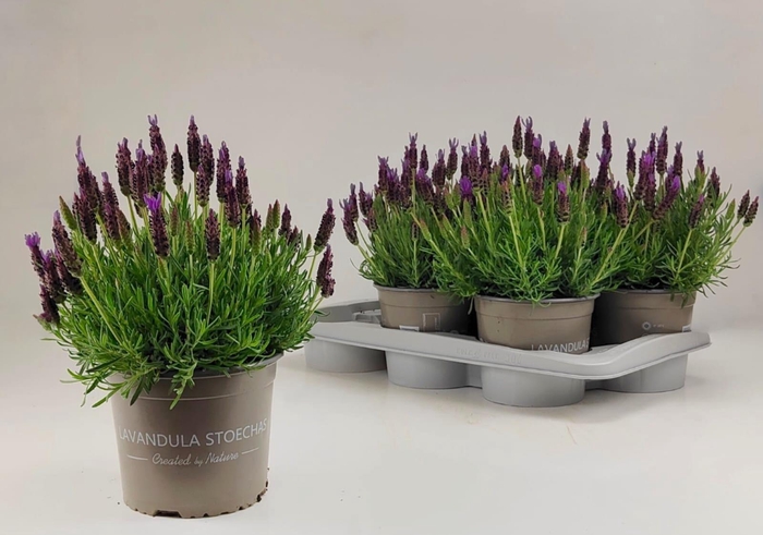 <h4>LAVAN STOECHAS</h4>