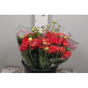 Ran Su Valentino Extra