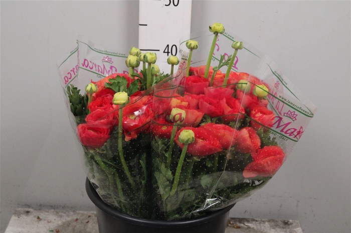 <h4>Ran Su Valentino Extra</h4>