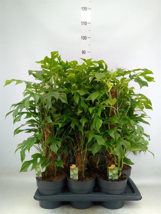 <h4>Philodendron   ...</h4>