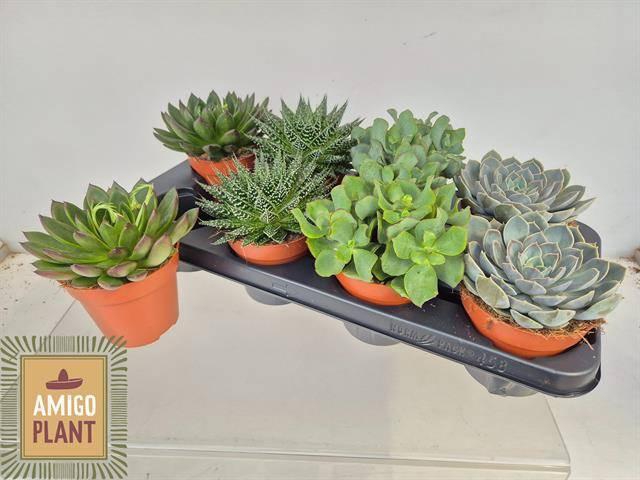 <h4>SUCC GEM 4 SRT</h4>