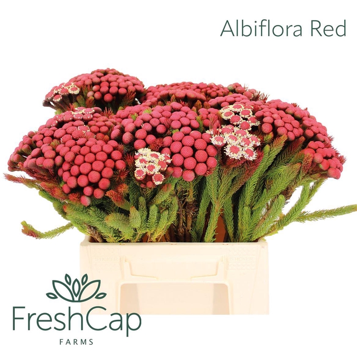 <h4>Albiflora Red</h4>