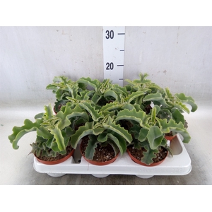 Kalanchoe NF   ...