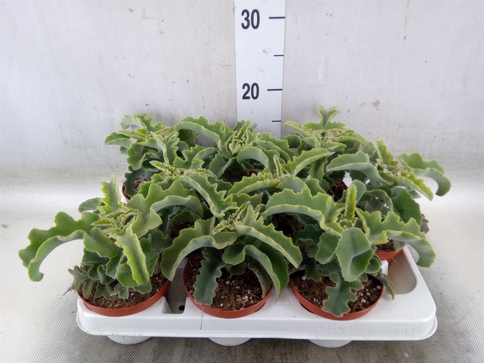 <h4>Kalanchoe NF   ...</h4>