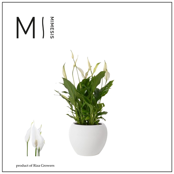 <h4>Spathiphyllum Bellini - 13 cm in Bolpot Wit</h4>