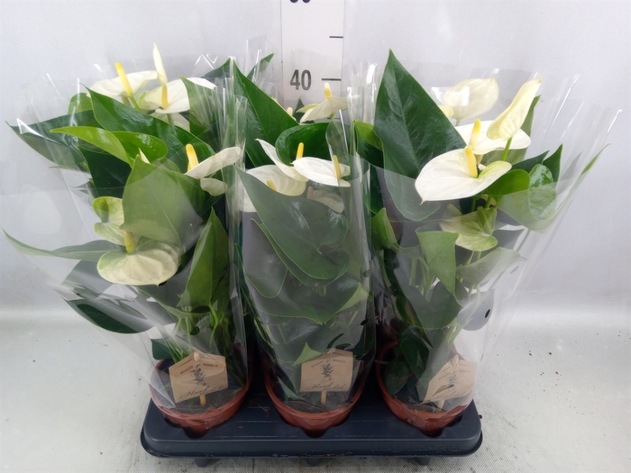 <h4>Anthurium andr. 'Cocos'</h4>