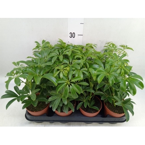 Schefflera arbor. 'Luseana'