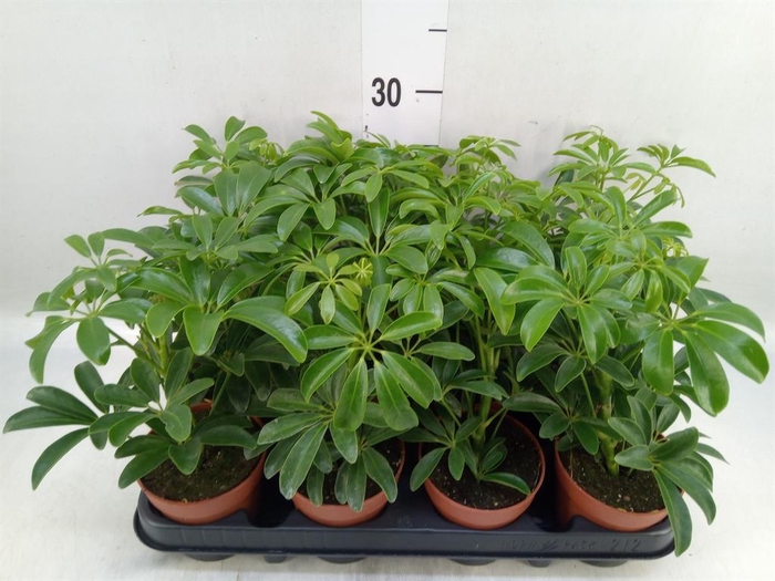 <h4>Schefflera arbor. 'Luseana'</h4>