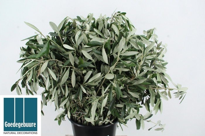 <h4>OLEA EUROPAEA BS</h4>