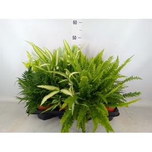 Ferns   ...mix