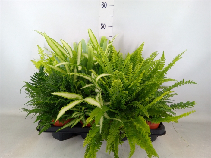 <h4>Ferns   ...mix</h4>