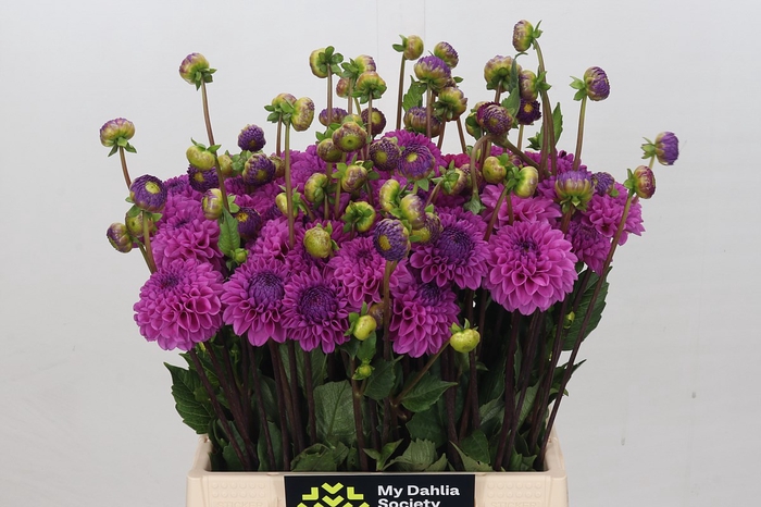 Dahlia Franz Kafka