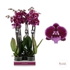 Phalaenopsis   ...lilac