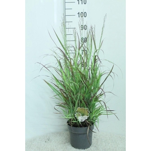 Panicum virgatum