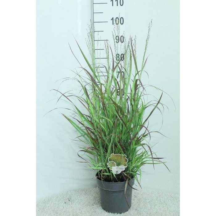 <h4>Panicum virgatum</h4>