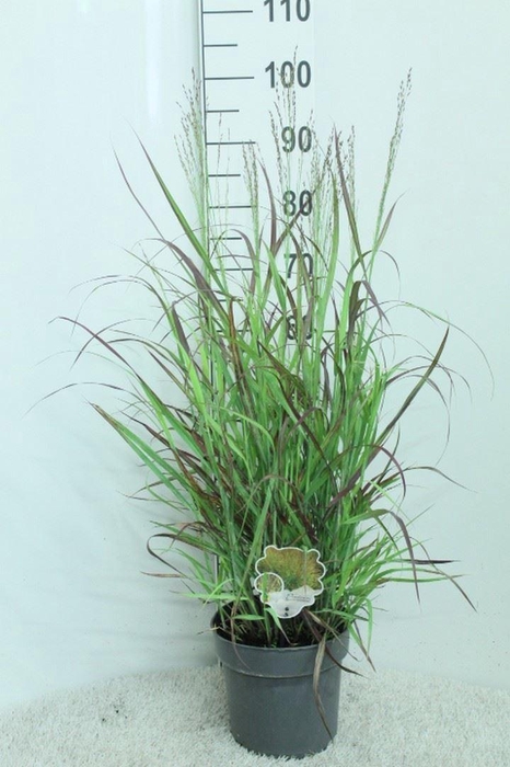 Panicum virgatum