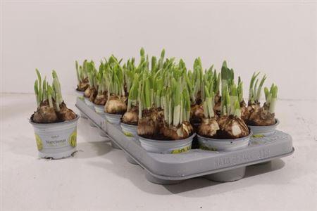 <h4>Narc O Tete A Tete</h4>