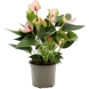 Anthurium Matata in transparant sleeve