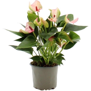Anthurium Matata in transparant sleeve