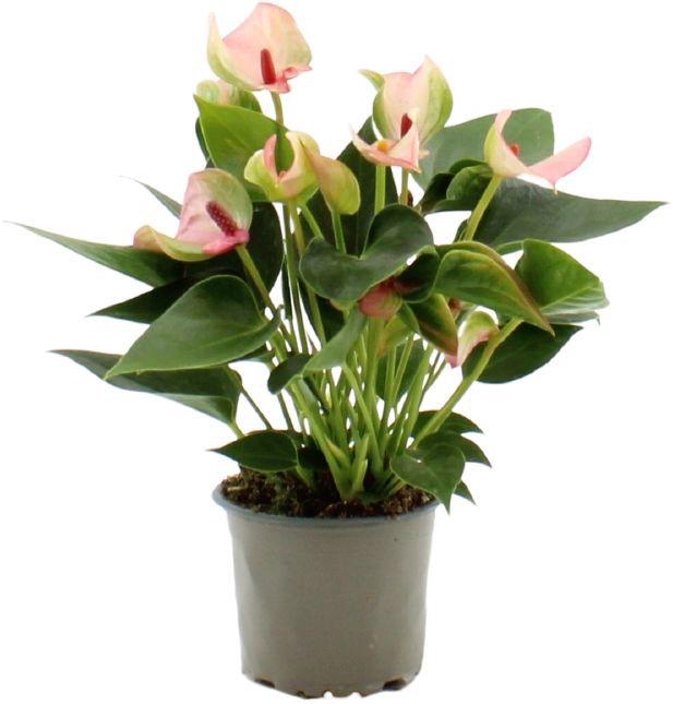 Anthurium Matata in transparant sleeve