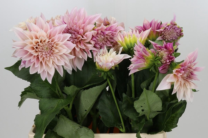 <h4>Dahlia Café au Lait</h4>