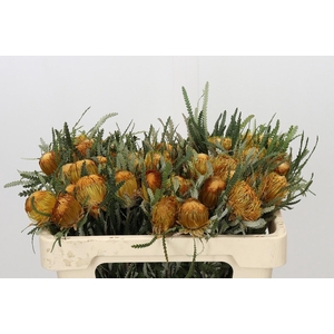 BANKSIA FORMOSA