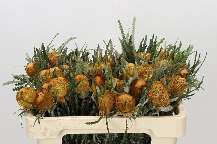 <h4>BANKSIA FORMOSA</h4>