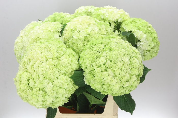<h4>Hyd Highness Classic</h4>