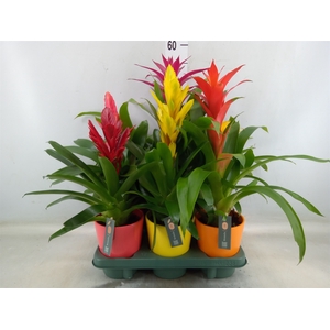 Bromelia   ...mix