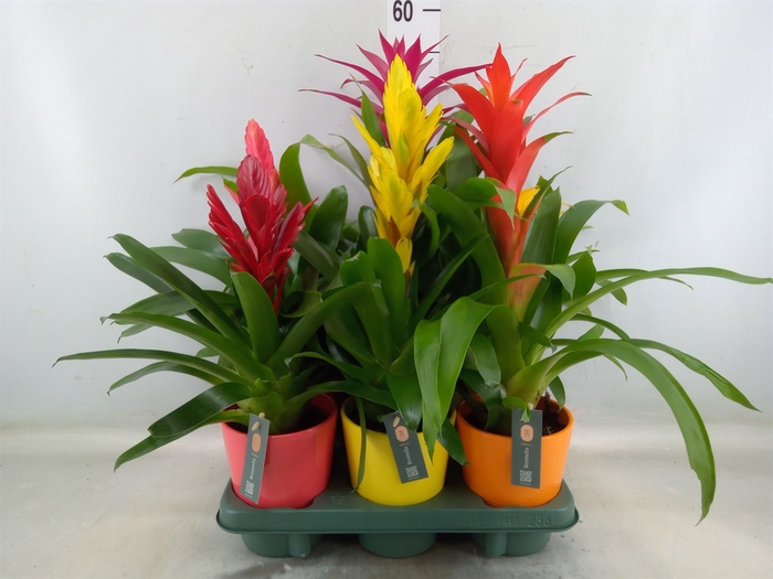 <h4>Bromelia   ...mix</h4>