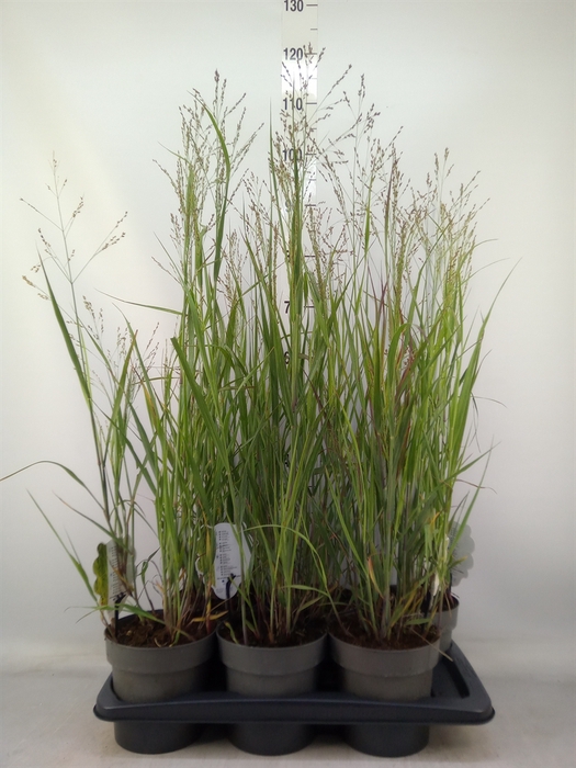 <h4>Panicum virgatum 'Heavy Metal'</h4>