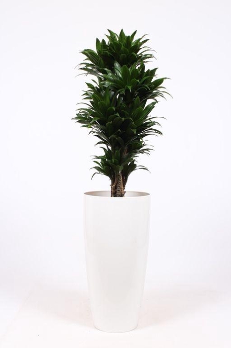 <h4>Dracaena Compacta in Santorini pot "wit"</h4>