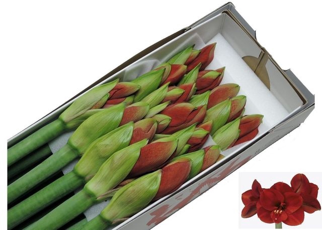 <h4>Hipp Ga Ferrari</h4>