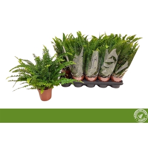 Nephrolepis exaltata 'Green Lady'