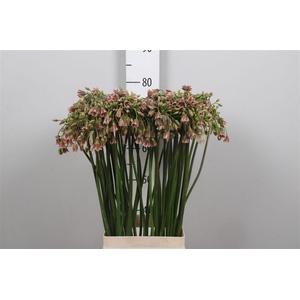 Nectaroscordum Sp