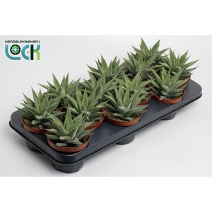 Haworthia Spider White