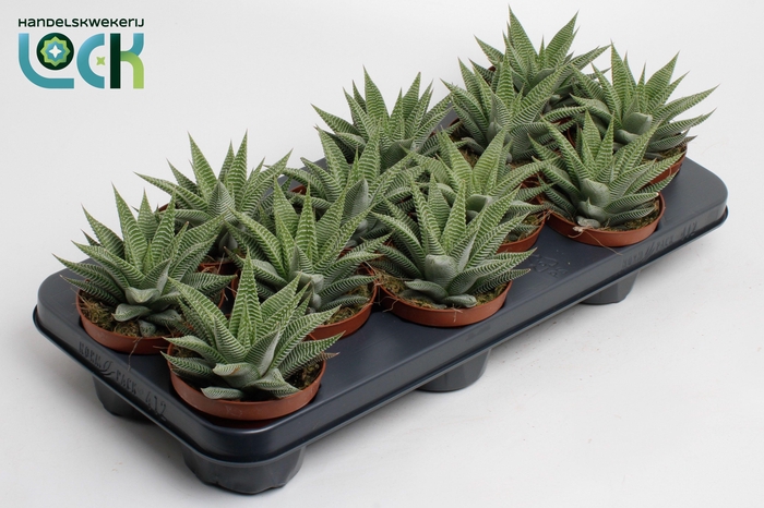 <h4>Haworthia Spider White</h4>