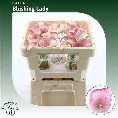 <h4>Calla Blushing Lady</h4>