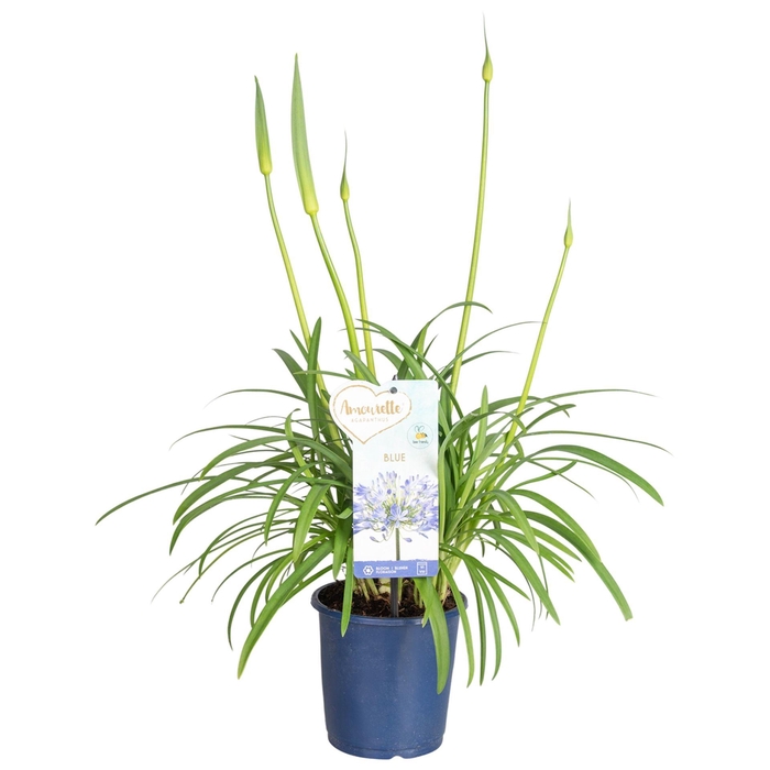 <h4>Agapanthus  'Amourette Superb'</h4>