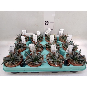 Agave victoriae-reginae