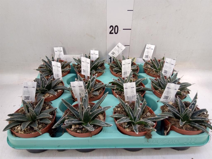 <h4>Agave victoriae-reginae</h4>