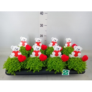 Soleirolia soleirolii 'Aurea'