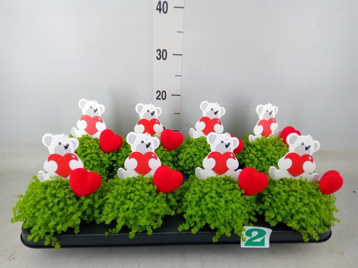 <h4>Soleirolia soleirolii 'Aurea'</h4>