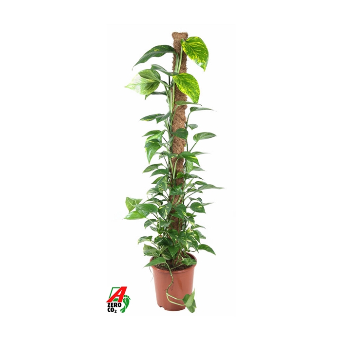 <h4>Epipremnum Pinnatum Mosstok P27</h4>