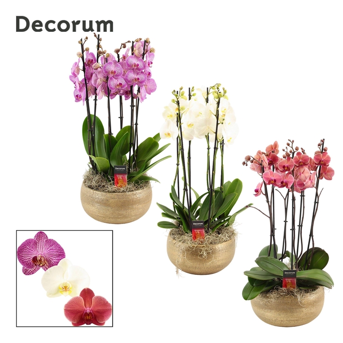 <h4>Aurelie 6 tak symphony mix (Deco-collection)</h4>