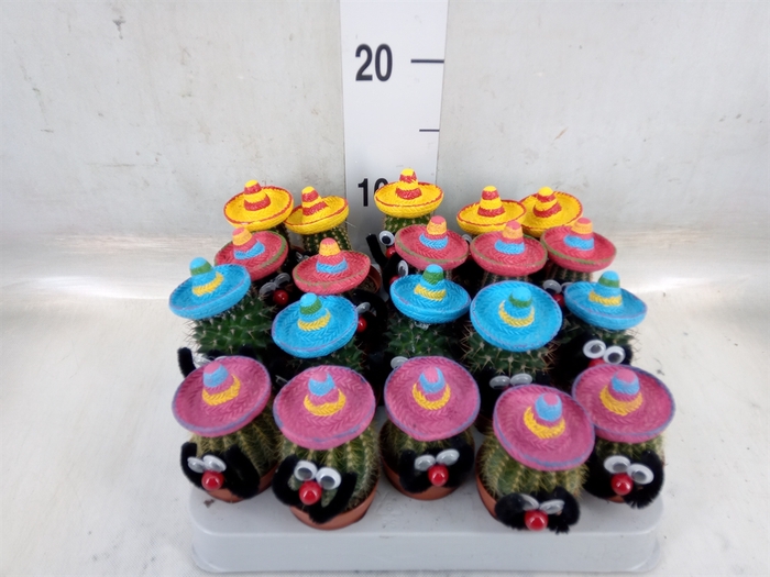 <h4>Cactus   ...decorated</h4>