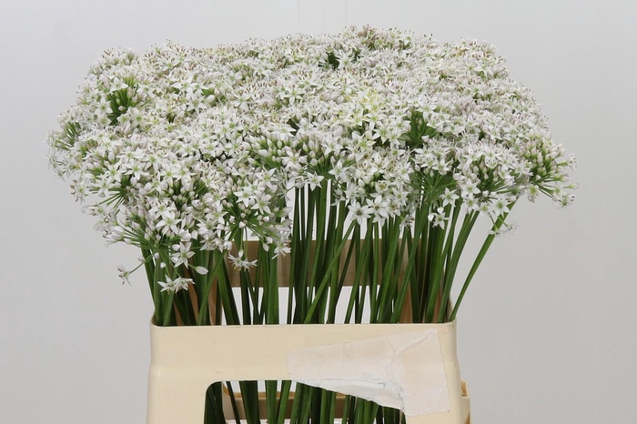 <h4>Allium Tuberosum</h4>