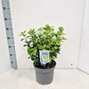 Euonymus japonicus Aureomarginatus