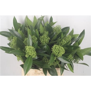 Skimmia Kew Green Bunch